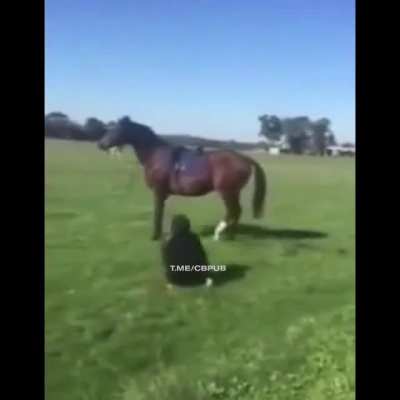 Cursing at the horse