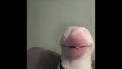 funny dog