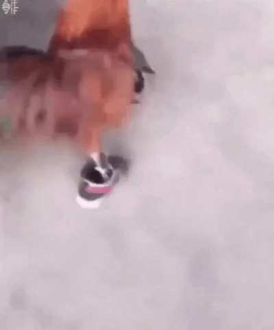 Blursed_Rooster