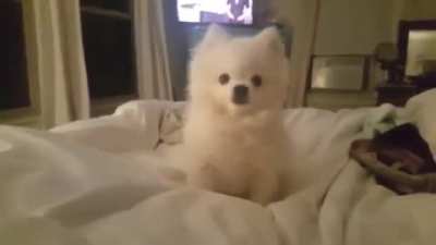 dog sneeze