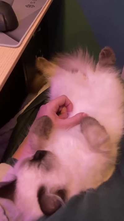Ravi went outside for the first time, now he dreams about walkies