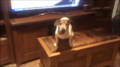 This doggo