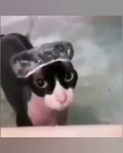 Wnuk 