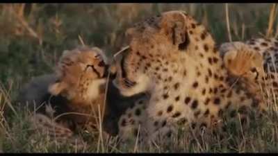 Mama cheetah with her adorable cubs
