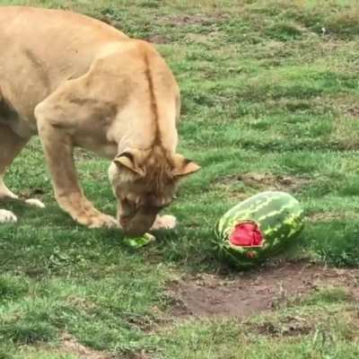 Watermelons can be scary