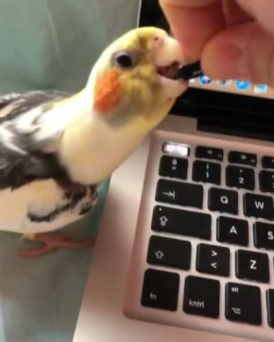 Reason for lack of homework? "The bird is an asshole"