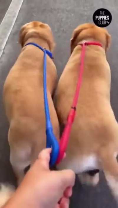 You can tell by the way we use our walks that we&lsquo;re good boys