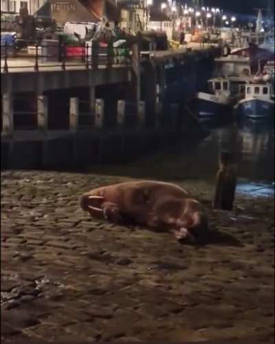 First time ever a Walrus shows up on local beach. The walrus then puts on a show for the people who came to watch