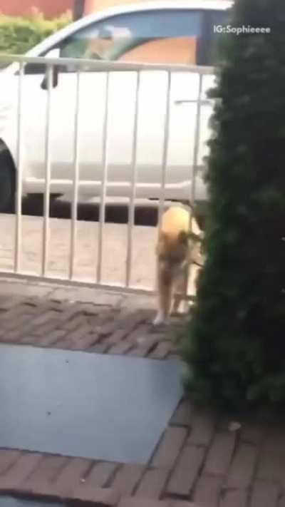 As chonk up this gate