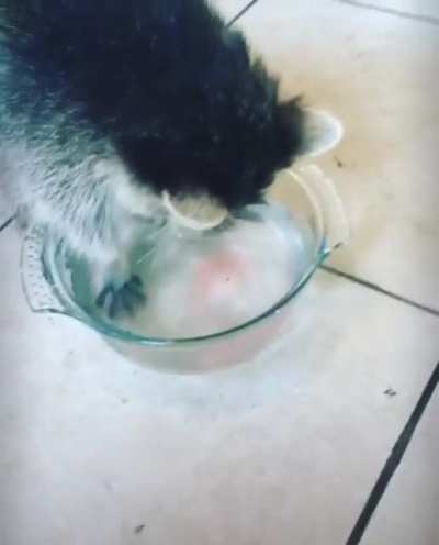 I know it was a bit mean but&hellip;candy floss for Bandit.