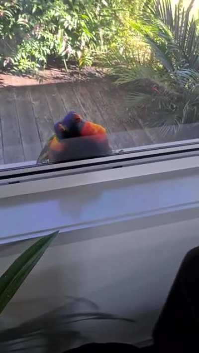 A pair of rainbow lorikeets freaking out at their own reflections