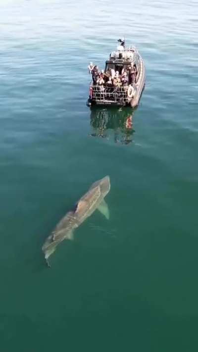Huge shark