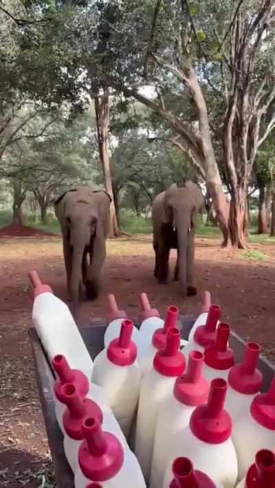 stAmPeDe oF WiLD ELepHANTs on The PLAiNs OF AfrICA! ENtirE vILLAge wipEd OUt!