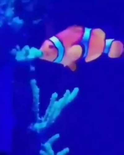 &eacute; nemo gay