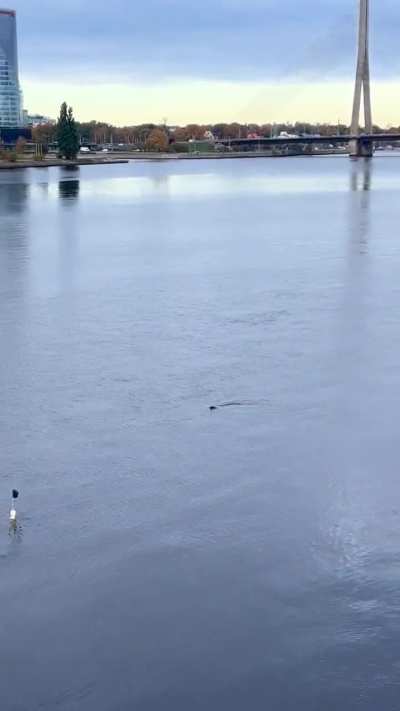 Seals swimming in the Daugava! 🦭