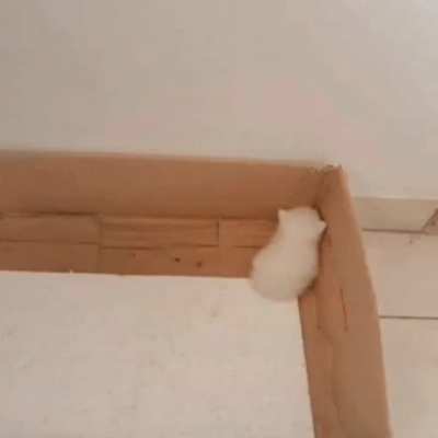 Cat :D