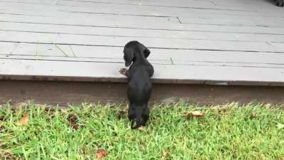 Our little Schatzi is now 3 but I found this video of her on day 1 at home with us.