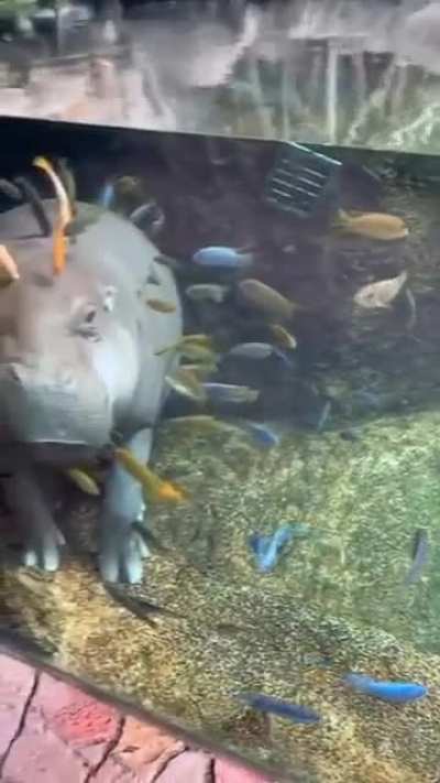 An aquarium...