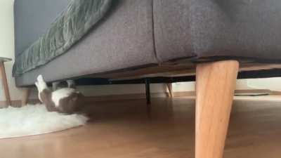 Spider-Cat!!