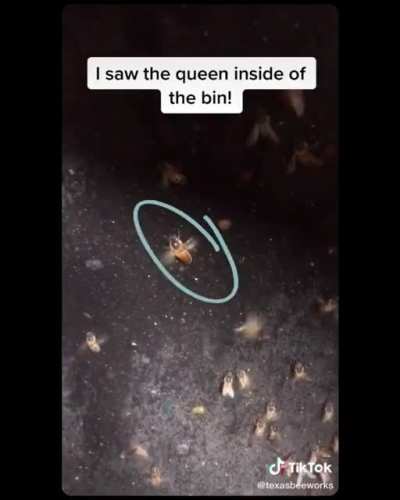This Woman Rescuing A Hive Of Honeybees...