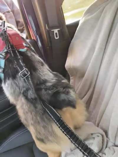 I&rsquo;m Morty, a CorgiXAussie mix, I hope I can hang with you guys! Here&rsquo;s my wiggle butt to prove it!