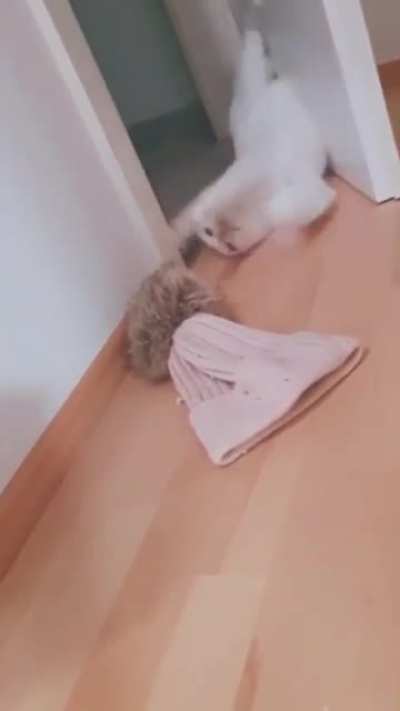 Cats...