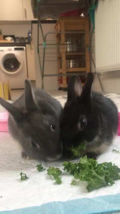 &lsquo;Mine is nice, but I&rsquo;d rather have yours&rsquo;