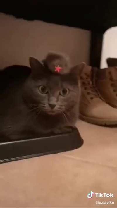 Comrade Kot