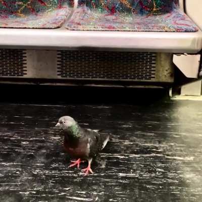 Red Line - Boston
