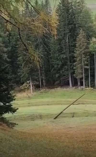 My tree people need me