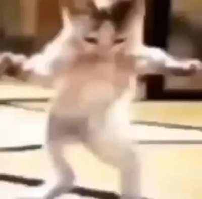 Aiaiai tartaruga do papai
