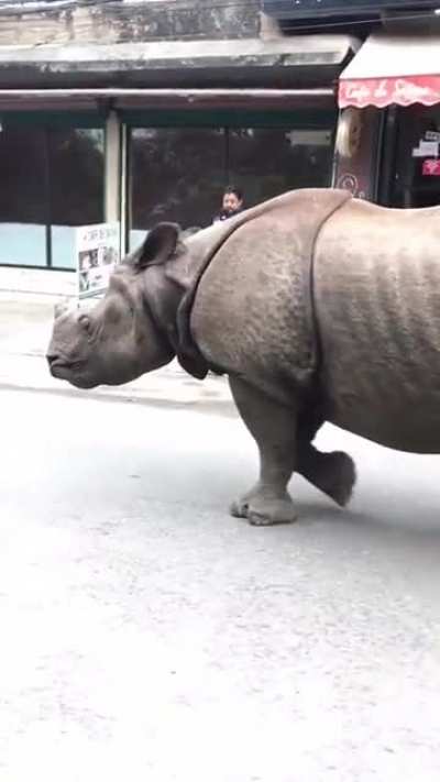 🔥 Just a Rhino walking through the streets 🔥
