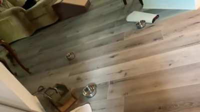 Manny&rsquo;s zoomies