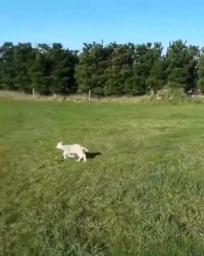 Sheepdog&rsquo;s first and last day.