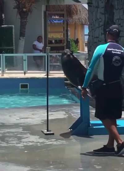 That&rsquo;s one crazy seal.