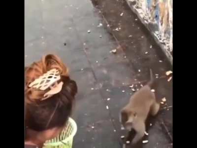 MONKE NOOOOOOOOO