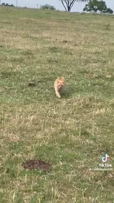 Howard the farm cat