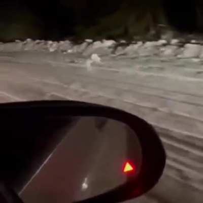 Jackrabbit "fleeing" from the police
