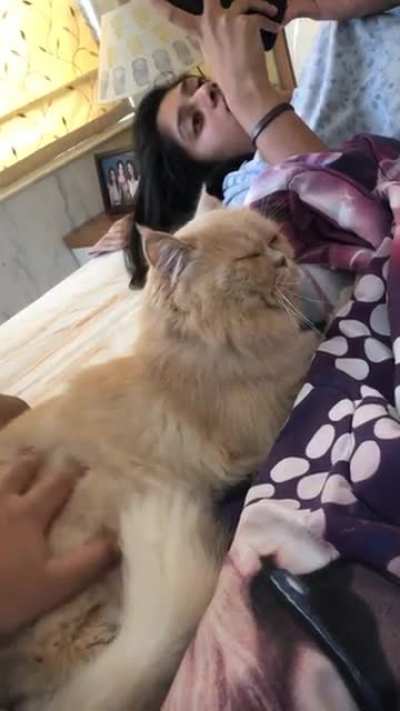 CATTTTT