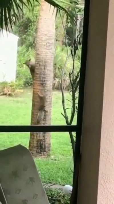 Tom &amp;amp; Jerry IRL