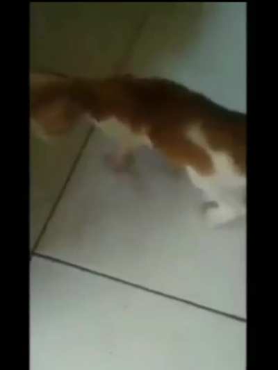 pizza tower cat 
