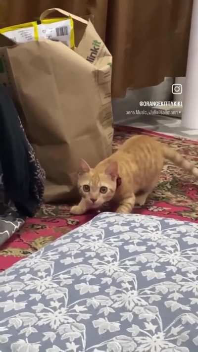 Nobody laughs at Kiki