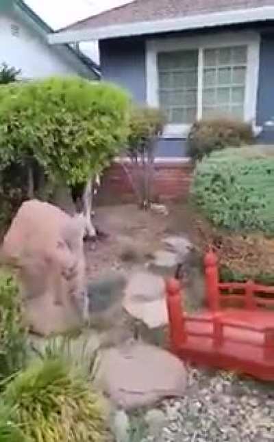 Just some zoomies around the yard