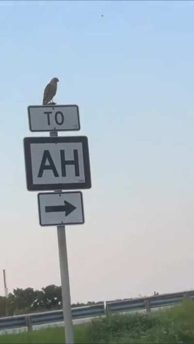 Hawk lands on this specific sign.