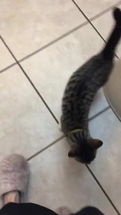This isn&rsquo;t even my cat. She lives with my neighbor. Once, I made the mistake of feeding her fancy food after work. Now, like clockwork, she comes over at 5 pm to demand dinner.