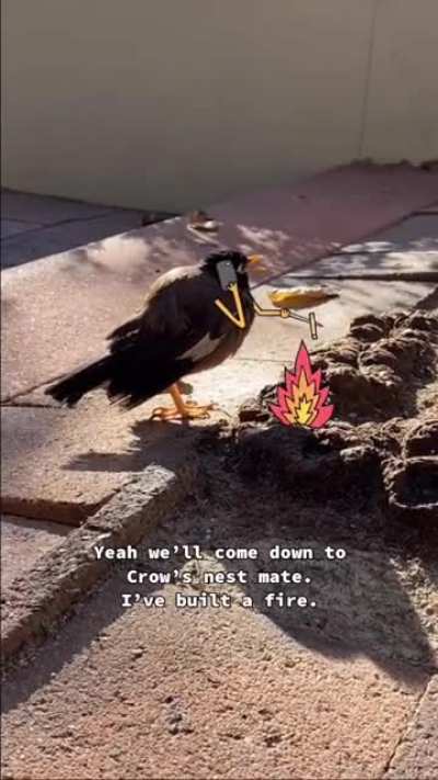 Bill the bird (sound on)