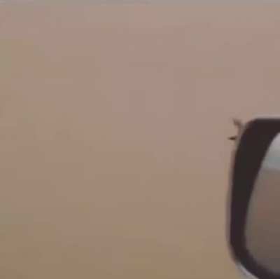 bird!!?