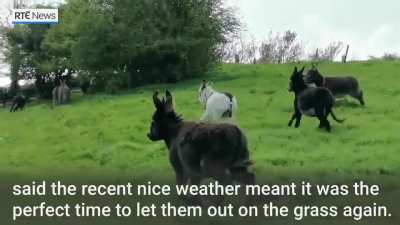 Donkeys!