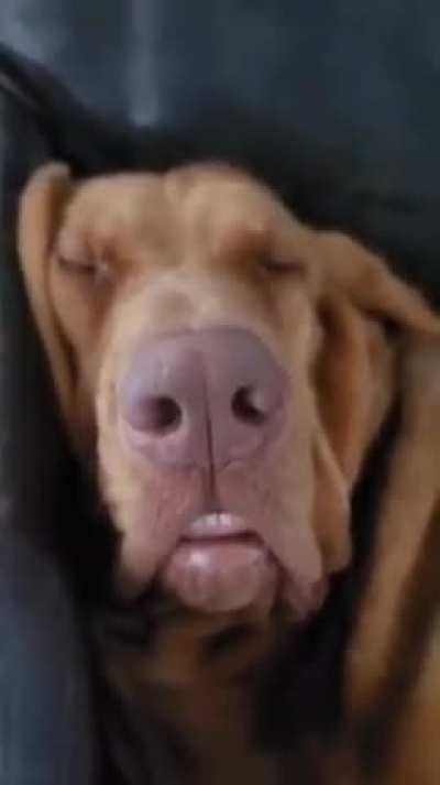 Puddin&rsquo; is VERY Sleepy