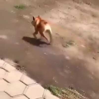 Outro aliado Souzones o GRADIOSO CHORRO [ele n&atilde;o tem o ca]